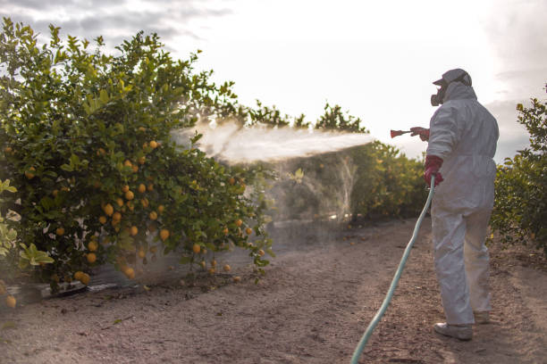 Best Insect Control  in Jean Fitte, LA