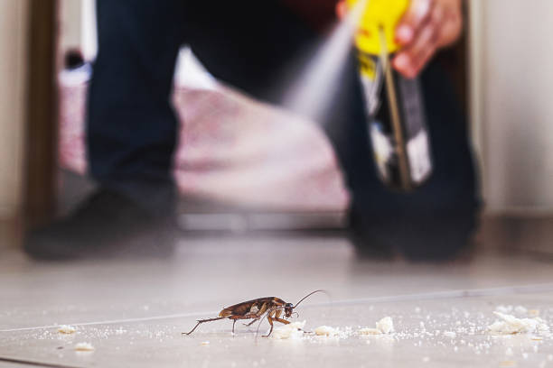 Best Ant Control Services  in Jean Fitte, LA